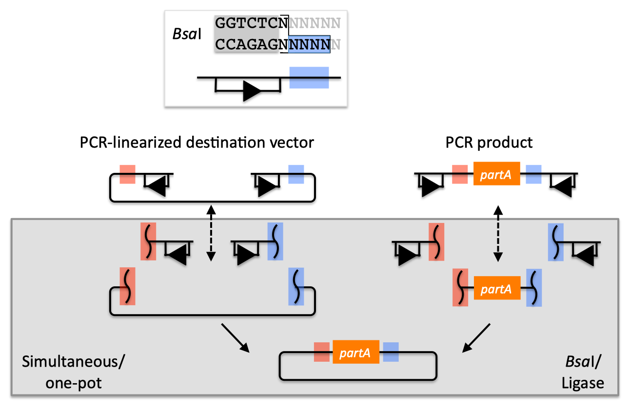 combining-goldengate-cloning-with-the-biobricks-standard-biobricks